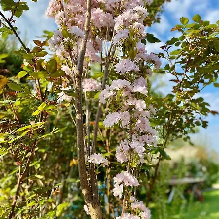 Brzozowy Gaj * Bachowice