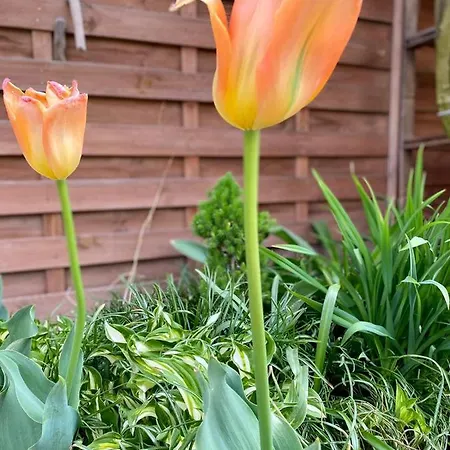 Brzozowy Gaj Feriehus