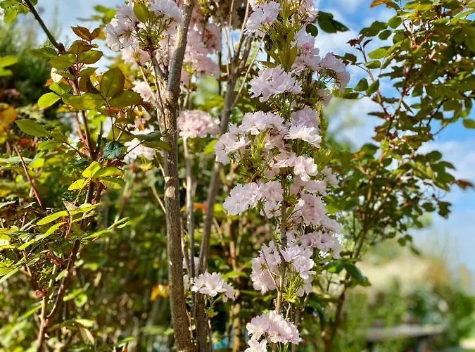 Brzozowy Gaj * Bachowice